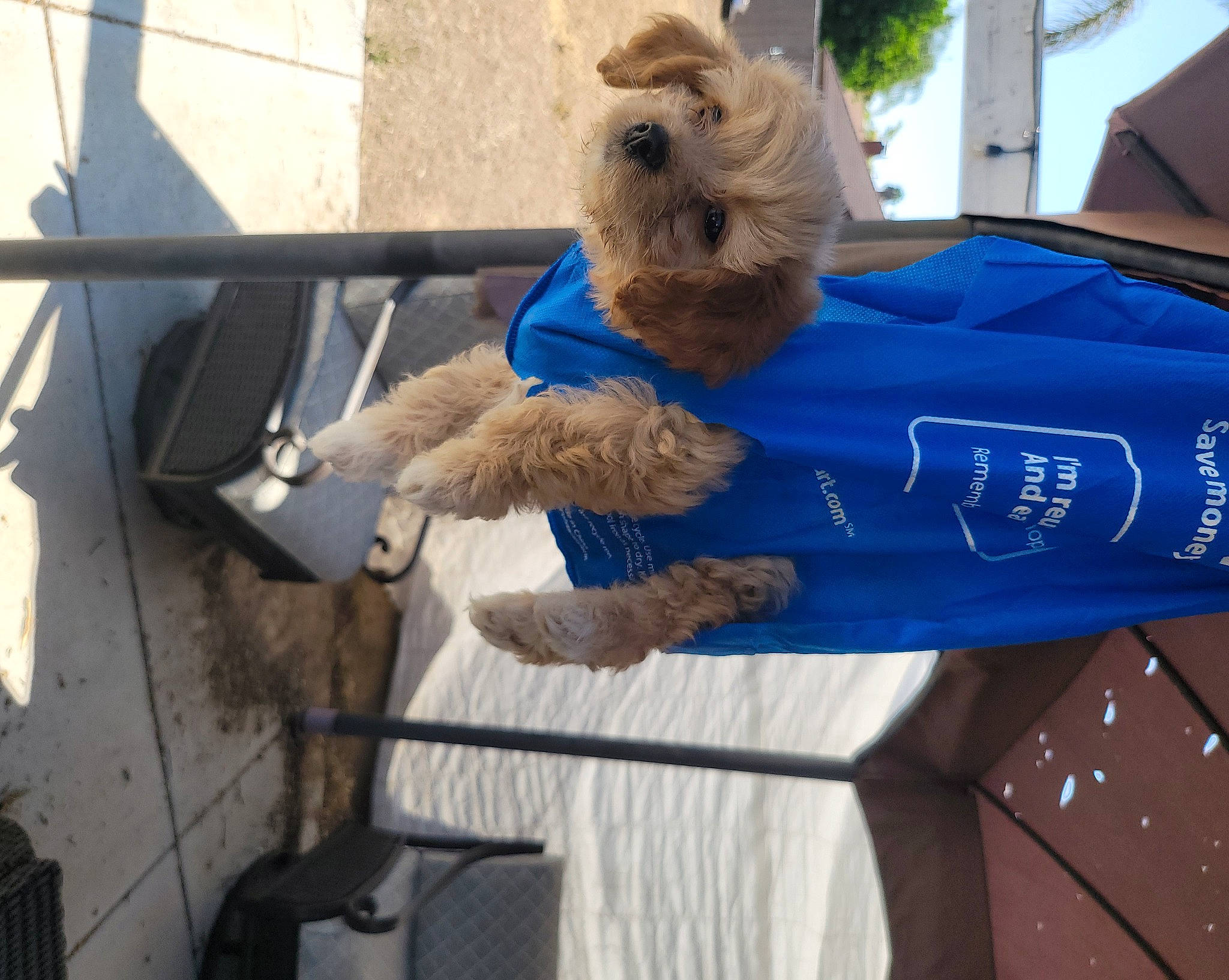 Roxy is registered to the contest to win money with this photo: canidae, companion_dog, dog_breed, dog_clothes, dog_supply, electric_blue, fur, mascot, sporting_group, stuffed_toy, toy, toy_dog, working_animal