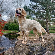 Vicky a rejoint le concours — aidez-le/la à gagner de superbes lots ! dog, pond, stone_wall, grass, tree, bush, outdoor, nature, canine, pet, water, sky, overcast, leafless_tree, greenery, animal, standing, tongue_out, fur, landscape
