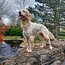 dog, pond, stone_wall, grass, tree, bush, outdoor, nature, canine, pet, water, sky, overcast, leafless_tree, greenery, animal, standing, tongue_out, fur, landscape
