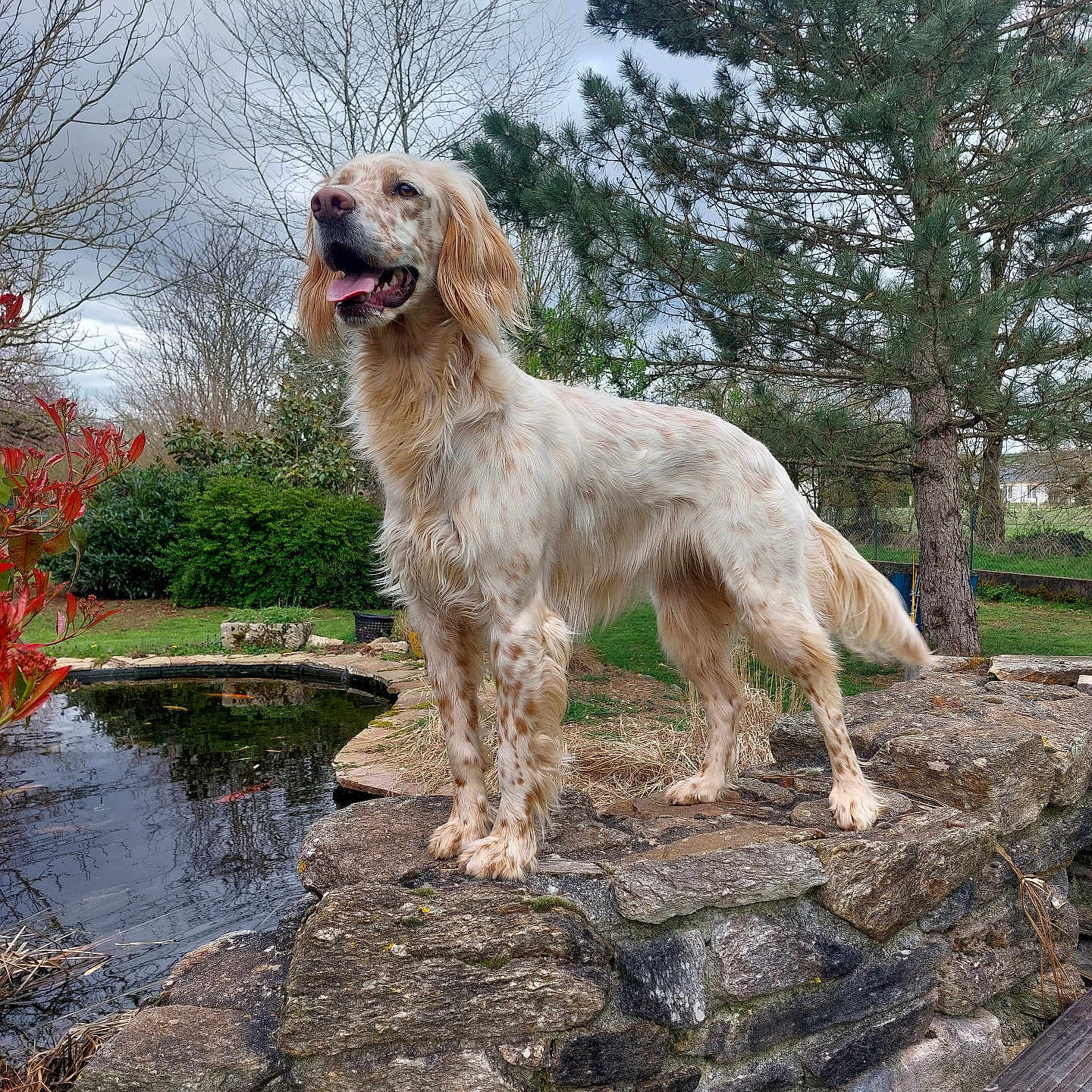 Vicky a rejoint le concours — aidez-le/la à gagner de superbes lots ! dog, pond, stone_wall, grass, tree, bush, outdoor, nature, canine, pet, water, sky, overcast, leafless_tree, greenery, animal, standing, tongue_out, fur, landscape