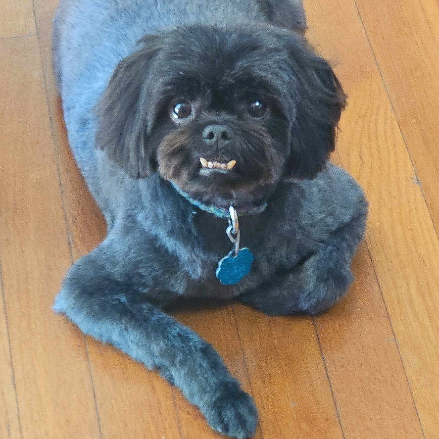 Teddy joined the competition — help win amazing prizes! animal, black_dog, canine, collar, cute, dog, domestic_animal, ears, face, floor, fur, indoor, looking_up, lying_down, paw, pet, small_dog, tag, tail, wooden_floor