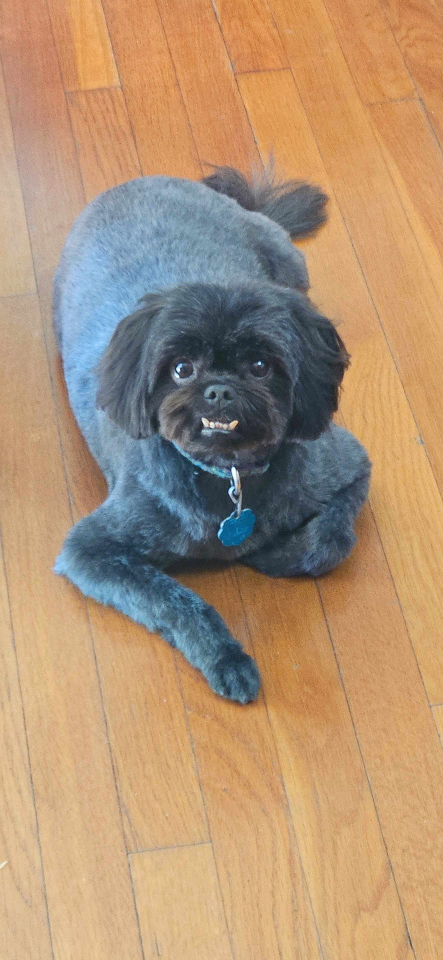Teddy