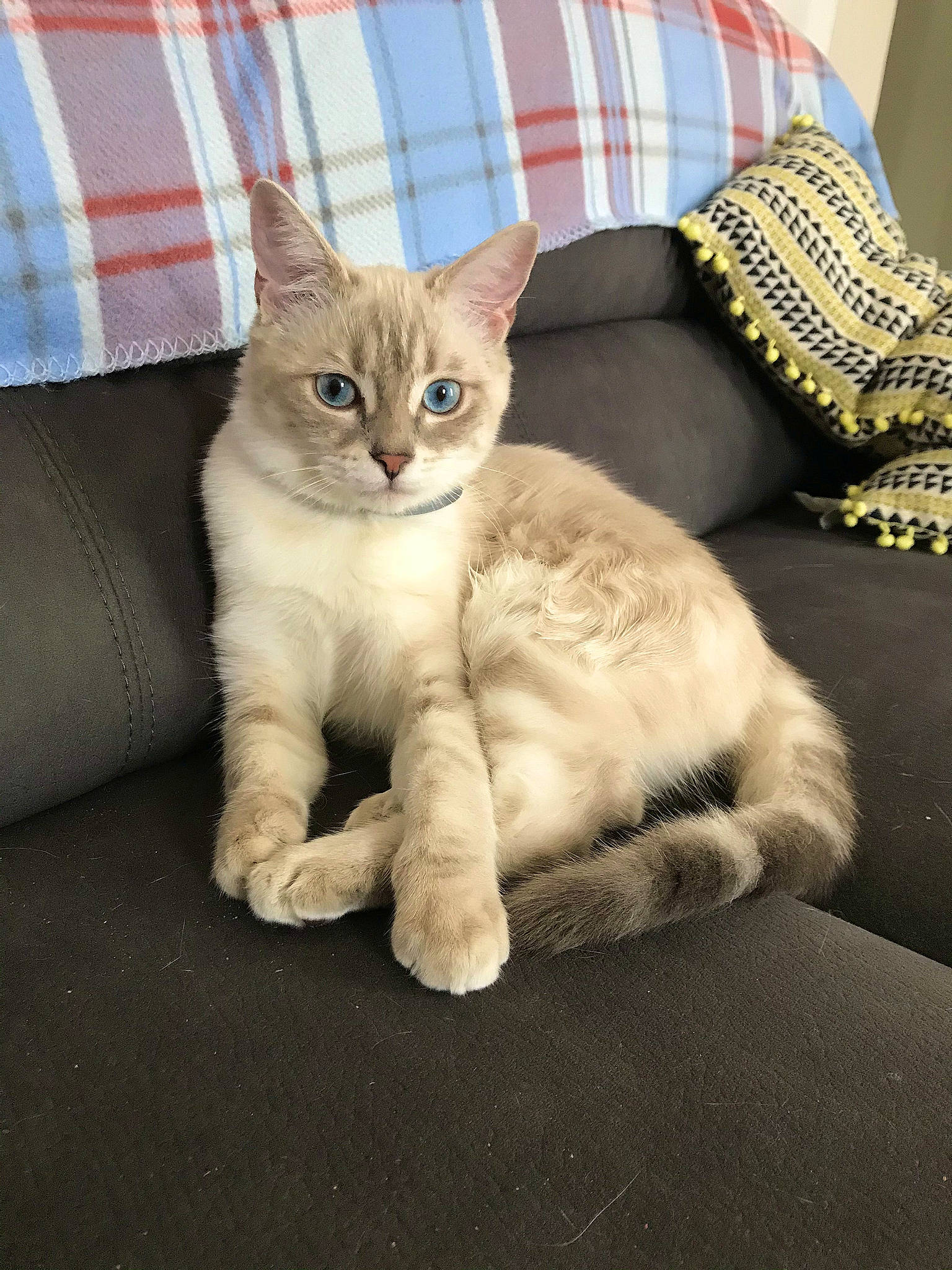 Mila a rejoint le concours — aidez-le/la à gagner de superbes lots ! carnivore, cat, claw, comfort, couch, domestic_short_haired_cat, fawn, felidae, foot, fur, paw, pet_supply, plaid, sitting, small_to_medium_sized_cats, snout, tail, tartan, whiskers