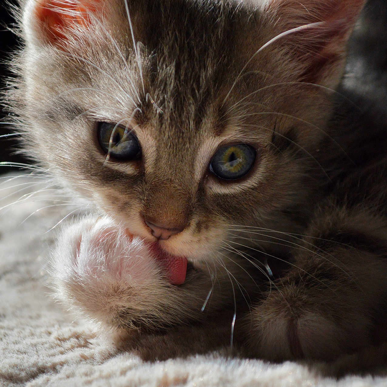 Fuji participe au concours pour gagner de l'argent avec cette photo : cat, kitten, fluffy, fur, ears, eyes, whiskers, tongue, paw, grooming, lying_down, cozy, blanket, indoor, close_up, portrait, pet, brown, gray, adorable
