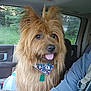 bandana, bottle, brown_fur, car_interior, closeup, collar, companion, dog, fluffy, greenery, happy, indoor, nature, pet, plastic_jug, seat, seatbelt, tongue_out, vehicle, window