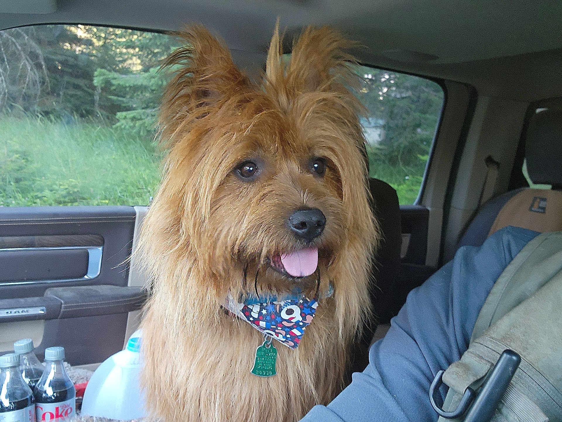 Timmy joined the competition — help win amazing prizes! bandana, bottle, brown_fur, car_interior, closeup, collar, companion, dog, fluffy, greenery, happy, indoor, nature, pet, plastic_jug, seat, seatbelt, tongue_out, vehicle, window
