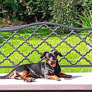 Appy a rejoint le concours — aidez-le/la à gagner de superbes lots ! dog, small_dog, black_and_tan, lying_down, outdoor, garden, grass, plants, foliage, sunlight, cushion, patio, balcony, metal_railing, fence, ornate, relaxed, pet, animal, portrait