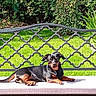 dog, small_dog, black_and_tan, lying_down, outdoor, garden, grass, plants, foliage, sunlight, cushion, patio, balcony, metal_railing, fence, ornate, relaxed, pet, animal, portrait