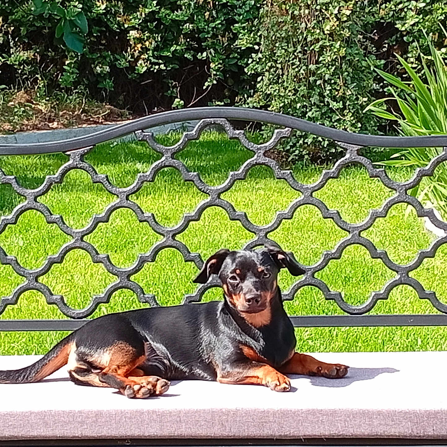 Appy a rejoint le concours — aidez-le/la à gagner de superbes lots ! dog, small_dog, black_and_tan, lying_down, outdoor, garden, grass, plants, foliage, sunlight, cushion, patio, balcony, metal_railing, fence, ornate, relaxed, pet, animal, portrait