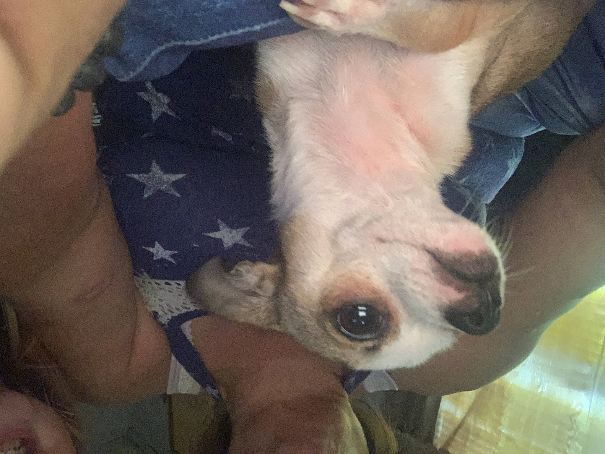 Angel joined the competition — help win amazing prizes! carnivore, comfort, companion_dog, dog, dog_breed, elbow, fawn, felidae, finger, foot, gesture, human_leg, paw, snout, sporting_group, sunglasses, toy_dog, whiskers, working_animal, wrist