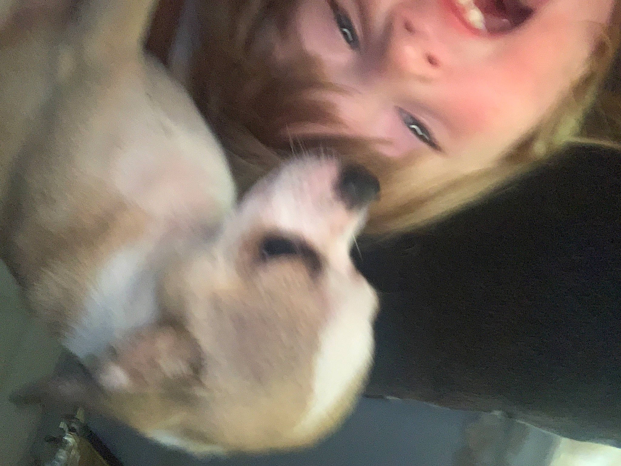 Angel joined the competition — help win amazing prizes! carnivore, comfort, companion_dog, dog, dog_breed, ear, eyebrow, eyelash, fawn, fur, gesture, happy, jaw, nap, nose, paw, puppy_love, smile, snout, whiskers