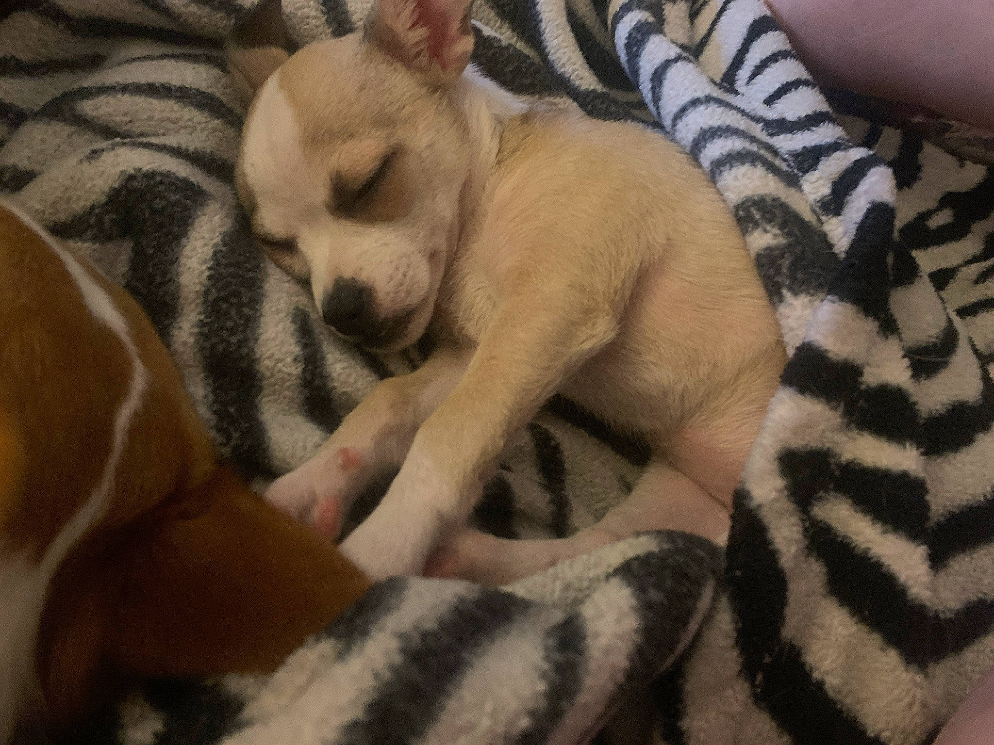 Angel joined the competition — help win amazing prizes! bored, carnivore, chihuahua, comfort, companion_dog, corgi_chihuahua, dog, dog_breed, dog_supply, fawn, fur, linens, nap, paw, puppy_love, tail, terrestrial_animal, toy_dog, whiskers, working_animal