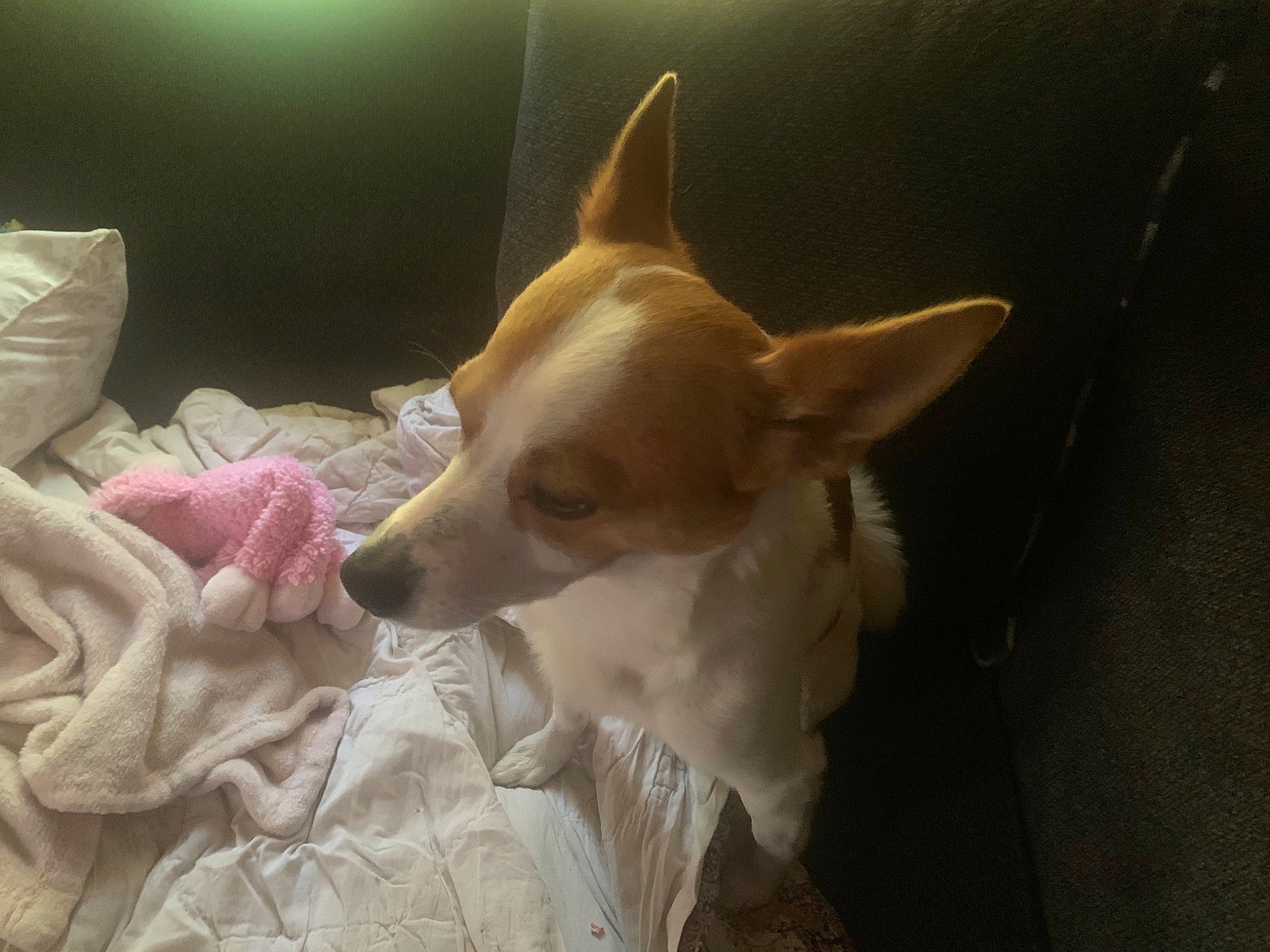 Rilley is registered to the contest to win money with this photo: ancient_dog_breeds, canidae, carnivore, comfort, companion_dog, corgi_chihuahua, dog, dog_breed, ear, fawn, fur, head, non_sporting_group, snout, sporting_group, terrestrial_animal, toy_dog, whiskers, wood, working_animal