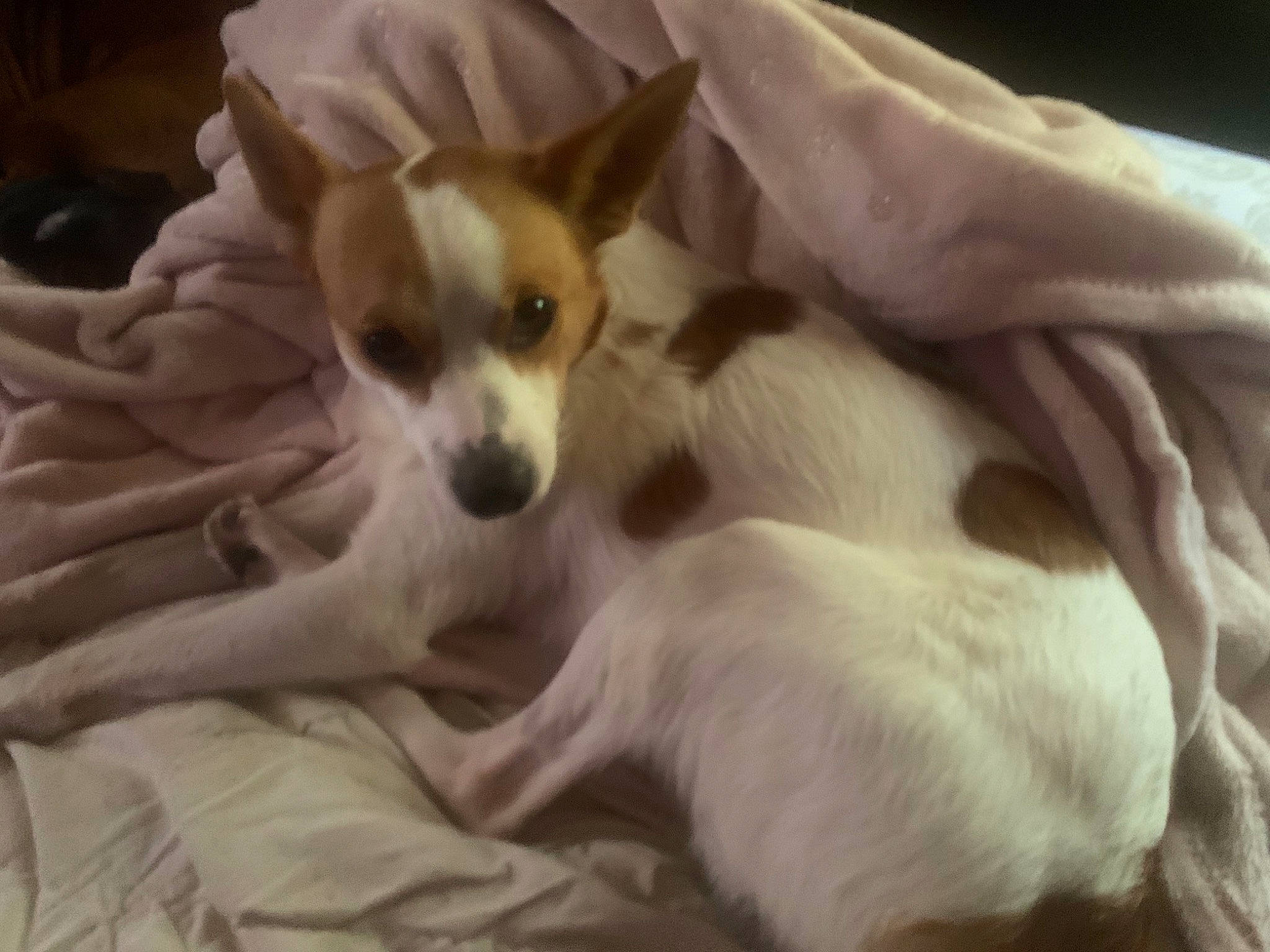 Rilley joined the competition — help win amazing prizes! carnivore, chihuahua, comfort, companion_dog, dog, dog_breed, dog_supply, fawn, fur, nap, non_sporting_group, paw, puppy_love, saluki, sleep, sporting_group, terrestrial_animal, toy_dog, whiskers, working_animal