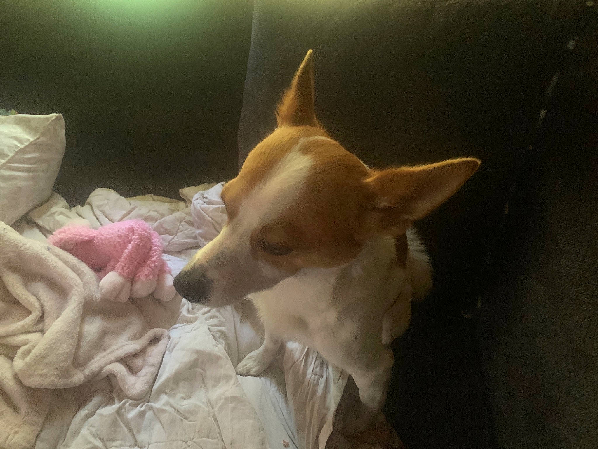 Rilley joined the competition — help win amazing prizes! bed, canidae, carnivore, comfort, companion_dog, dog, dog_breed, ear, fawn, fur, non_sporting_group, snout, sporting_group, terrestrial_animal, toy_dog, whiskers, wood, working_animal