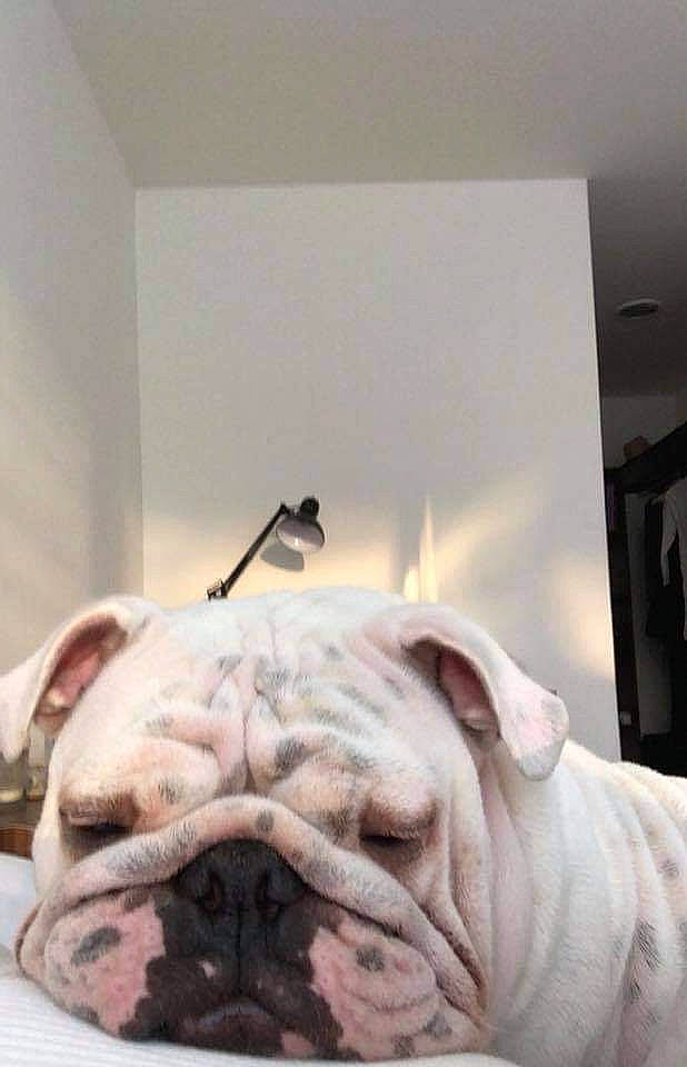 Choufleur a rejoint le concours — aidez-le/la à gagner de superbes lots ! art, bulldog, canidae, carnivore, comfort, companion_dog, dog, dog_breed, fawn, flooring, foot, fur, non_sporting_group, room, snout, sporting_group, terrestrial_animal, whiskers, white_english_bulldog, wrinkle