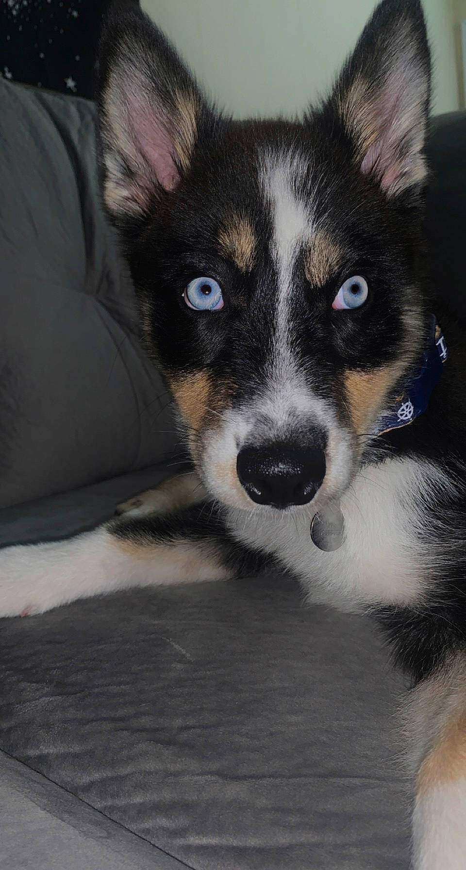 Appa joined the competition — help win amazing prizes! art, canidae, carnivore, companion_dog, couch, dog, dog_breed, fur, herding_dog, non_sporting_group, puppy, sporting_group, terrestrial_animal, toy_dog, whiskers, working_animal, working_dog