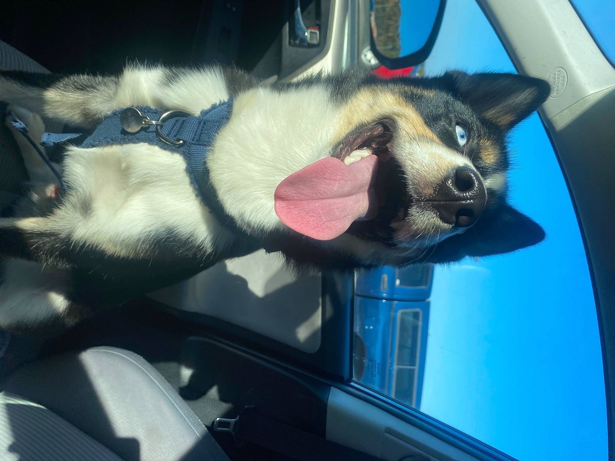 Appa is registered to the contest to win money with this photo: auto_part, automotive_exterior, automotive_mirror, automotive_window_part, biting, canidae, carnivore, claw, companion_dog, dog, dog_breed, foot, fur, paw, snout, sporting_group, tail, vehicle, vehicle_door, windshield