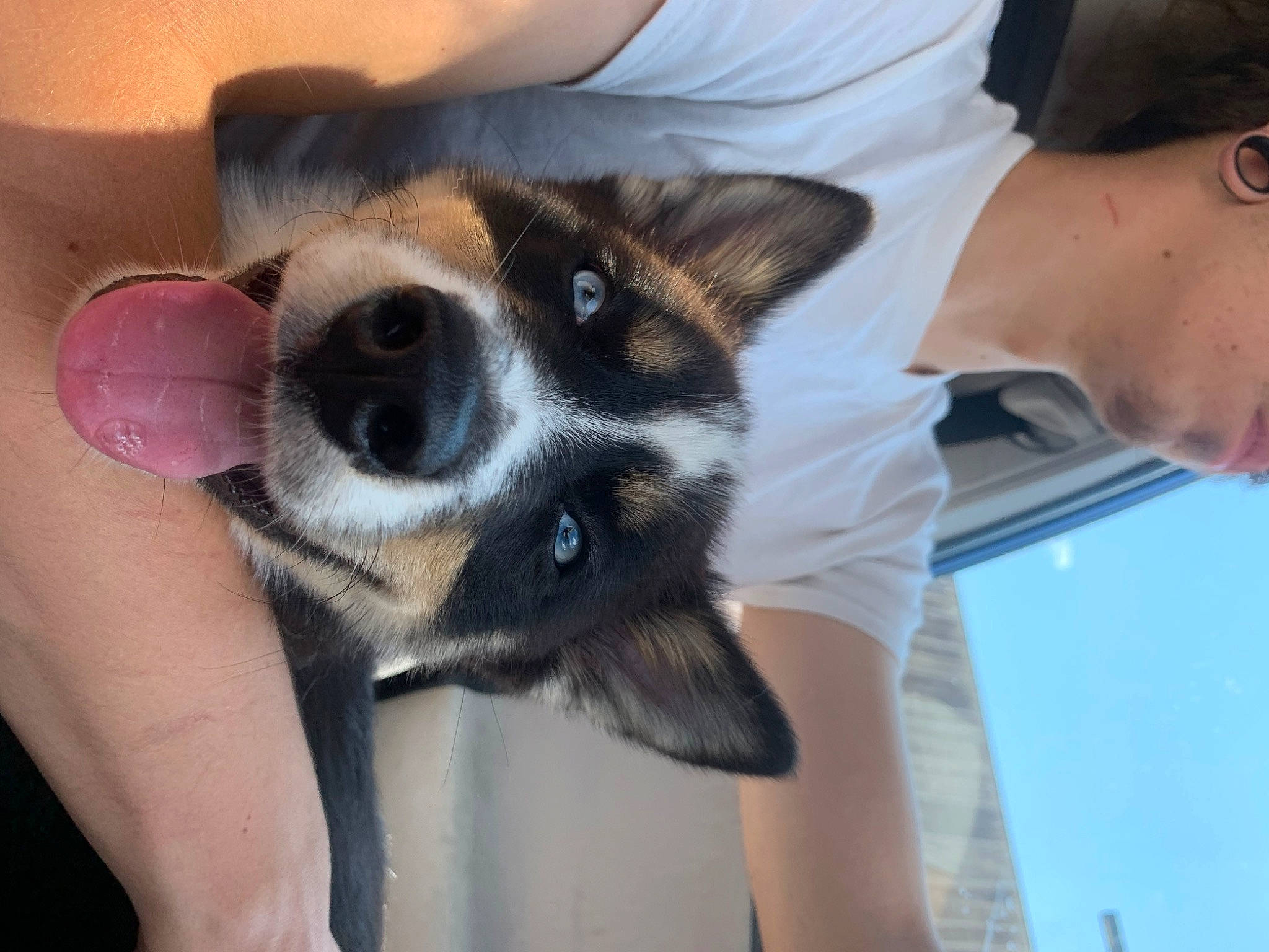 Appa is registered to the contest to win money with this photo: canidae, carnivore, companion_dog, dog, dog_breed, elbow, finger, fur, gesture, hand, nail, paw, puppy, sporting_group, sunglasses, thumb, toy_dog, whiskers, working_dog, wrist