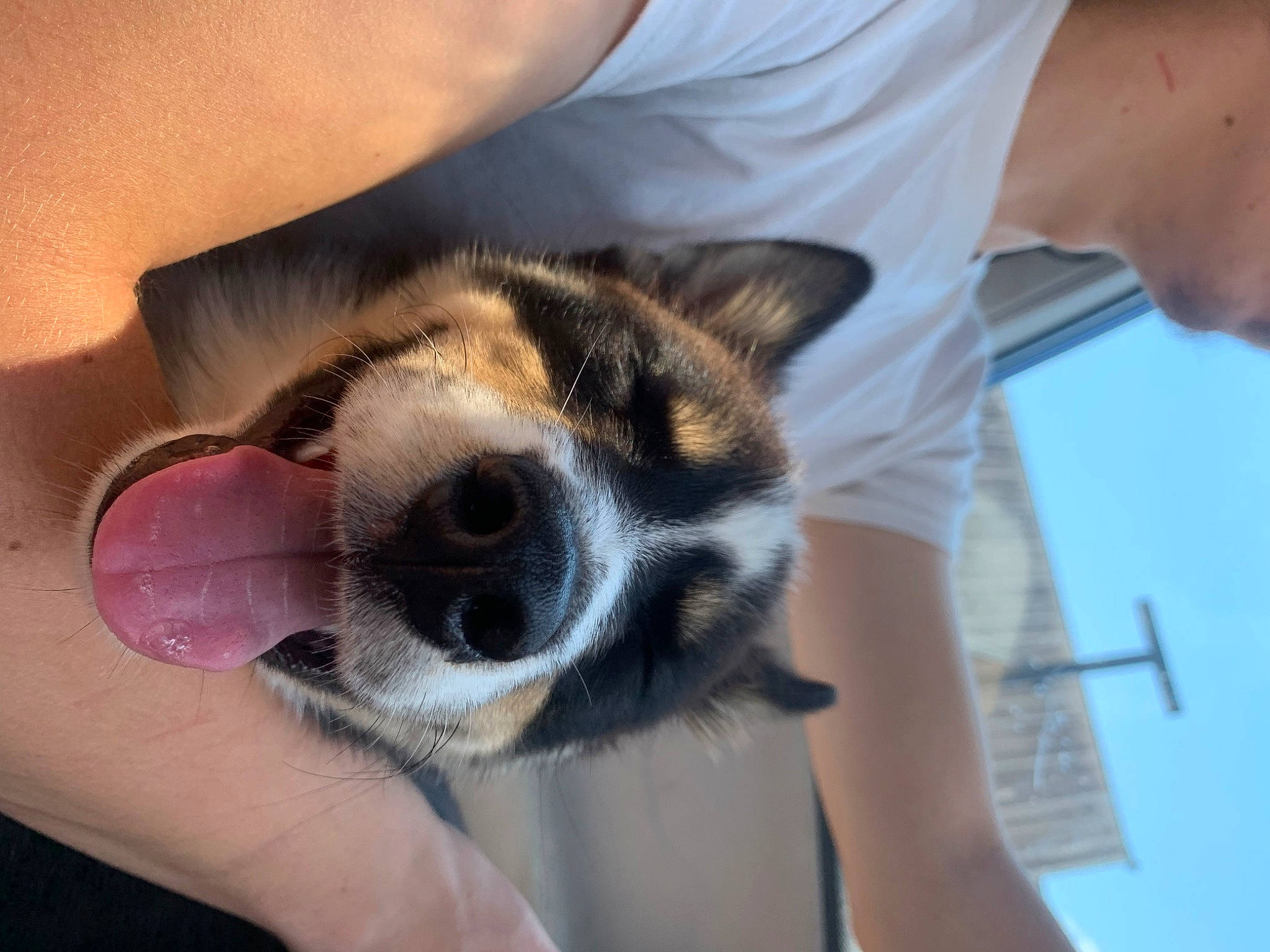 Appa joined the competition — help win amazing prizes! canidae, carnivore, comfort, companion_dog, dog, dog_breed, domestic_short_haired_cat, elbow, fawn, felidae, finger, hand, nail, paw, small_to_medium_sized_cats, snout, sporting_group, t_shirt, whiskers, wrist