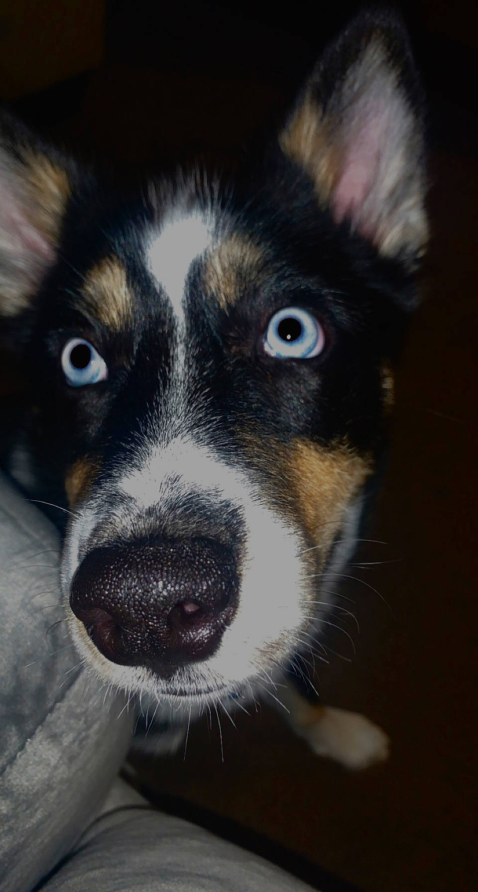 Appa is registered to the contest to win money with this photo: ancient_dog_breeds, carnivore, companion_dog, dog, dog_breed, electric_blue, fur, herding_dog, snout, sporting_group, square, terrestrial_animal, whiskers, window, working_animal, working_dog