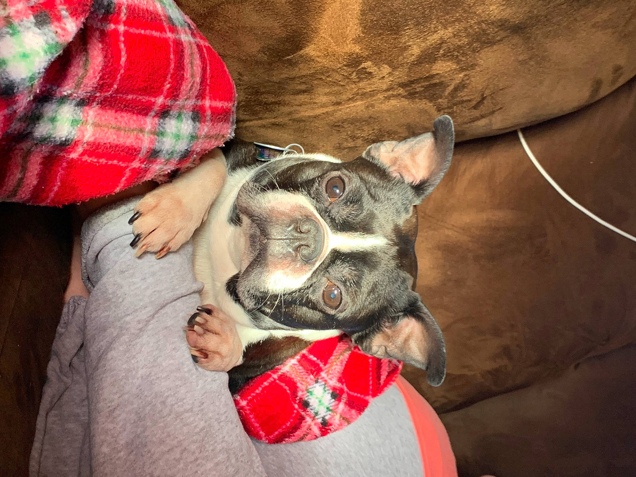 Rocko is registered to the contest to win money with this photo: beard, carnivore, comfort, companion_dog, dog, dog_breed, ear, fawn, fun, fur, hat, pattern, plaid, snout, sporting_group, tartan, tradition, whiskers, working_animal, wrist