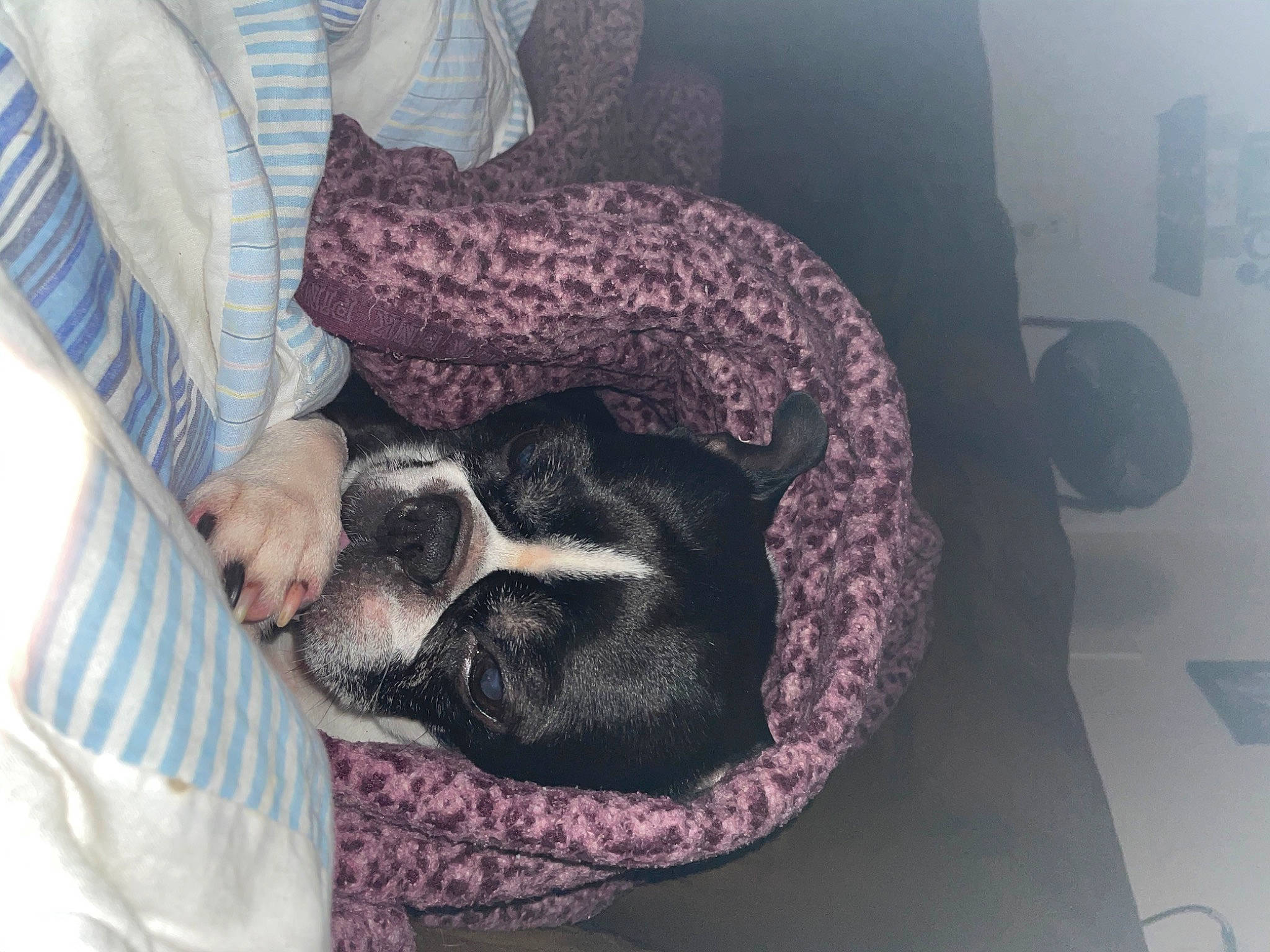 Rocko joined the competition — help win amazing prizes! carnivore, comfort, companion_dog, couch, dog, dog_breed, dog_supply, fawn, fur, guard_dog, linens, magenta, nap, pattern, paw, purple, sitting, snout, sporting_group, toy_dog