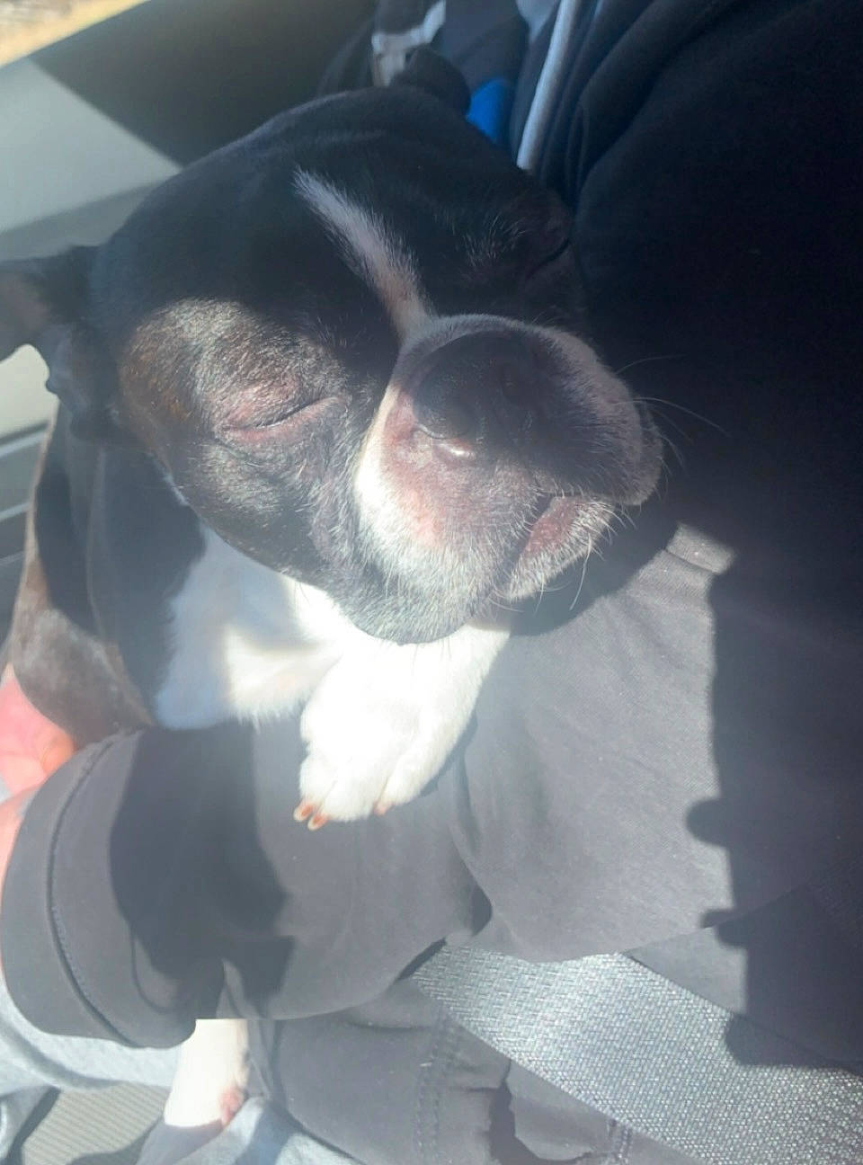 Rocko joined the competition — help win amazing prizes! boston_terrier, canidae, carnivore, comfort, companion_dog, dog, dog_breed, ear, eyewear, fawn, fur, jaw, non_sporting_group, paw, scent_hound, snout, sporting_group, tail, whiskers, working_animal