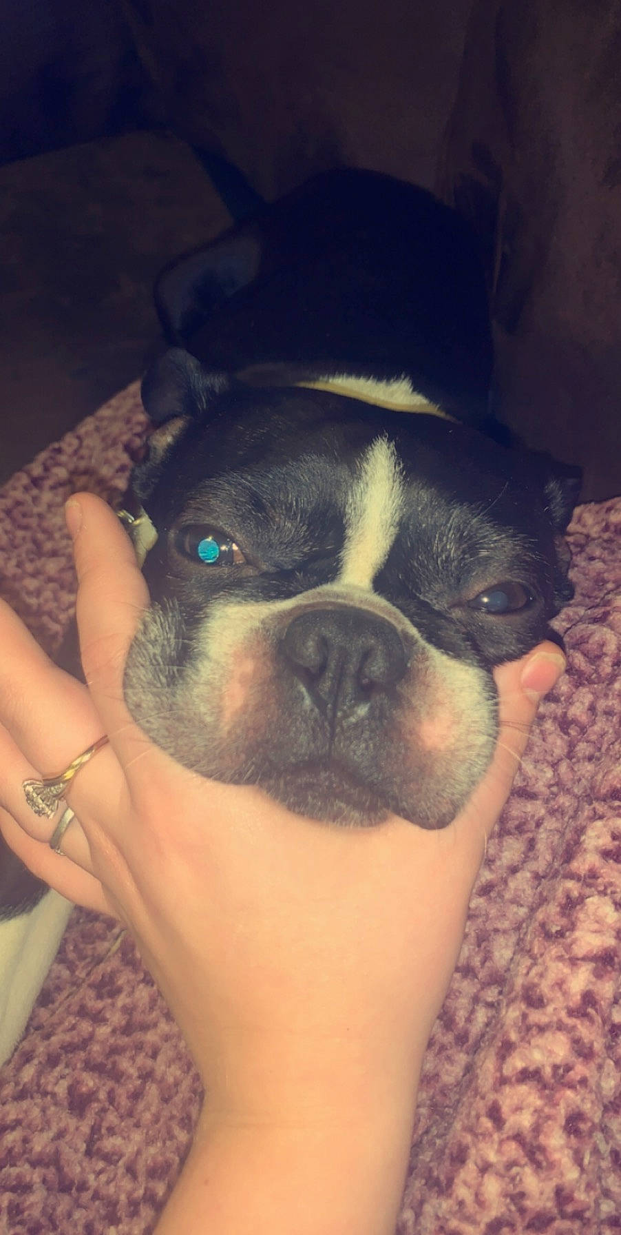 Rocko is registered to the contest to win money with this photo: boston_terrier, bulldog, canidae, carnivore, companion_dog, dog, dog_breed, ear, eye, fawn, head, human_leg, jaw, nail, snout, sporting_group, toy_dog, whiskers, working_animal, wrinkle