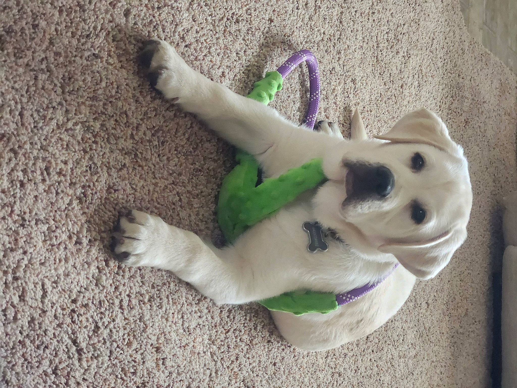 Carter is registered to the contest to win money with this photo: art, canidae, clay, companion_dog, dog_breed, fawn, figurine, fur, grass, lawn_ornament, plastic, plush, sculpture, snout, sporting_group, stuffed_toy, tail, toy, wood, working_animal