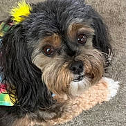 Nadia joined the competition — help win amazing prizes! dog, pet, canine, fur, brown_eyes, curly_fur, tie_dye, bandana, close_up, carpet, indoor, cute, adorable, animal, portrait, looking_up, friendly, fluffy, companion, domestic