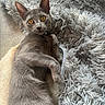 cat, gray_cat, pet, fluffy_blanket, golden_eyes, indoor, relaxed, fur, whiskers, animal, cute, laying_down, texture, cozy, collar, curious, close_up, mammal, domestic_cat, soft