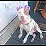 dog, pet, sitting, portrait, happy, open_mouth, colorful_necklace, purple_accessory, white_fur, brown_patches, collar, front_porch, wooden_floor, door, chair, outdoor, home, playful, photograph, gallery_screenshot