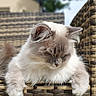 Rêve participe au concours pour gagner de l'argent avec cette photo : cat, fluffy, relaxed, outdoor, chair, woven_chair, feline, pet, animal, sleeping, sunny, nature, fur, whiskers, ears, paws, resting, peaceful, close_up, daylight