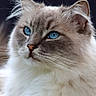 cat, fluffy, blue_eyes, portrait, animal, pet, feline, whiskers, close_up, fur, relaxed, indoor, cute, domestic_cat, mammal, face, paw, sitting, calm, beautiful