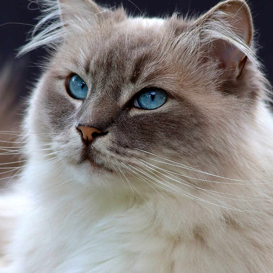 Rêve a rejoint le concours — aidez-le/la à gagner de superbes lots ! cat, fluffy, blue_eyes, portrait, animal, pet, feline, whiskers, close_up, fur, relaxed, indoor, cute, domestic_cat, mammal, face, paw, sitting, calm, beautiful