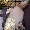 cat, fluffy_cat, blue_eyes, outdoor, woven_chair, cushion, sunlight, tail, relaxing, pet, feline, fur, garden, nature, animal, resting, daylight, cute, soft, domestic_animal