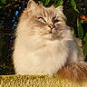 cat, fluffy, animal, pet, outdoor, sunlight, yellow_wall, green_leaves, blue_sky, nature, feline, portrait, closeup, relaxing, serene, eyes, whiskers, fur, cute, calm