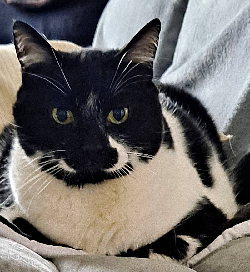 Nounours participe au concours pour gagner de l'argent avec cette photo : carnivore, cat, comfort, domestic_short_haired_cat, eye, felidae, fur, grey, hair, head, linens, monochrome_photography, paw, sitting, small_to_medium_sized_cats, snout, tail, terrestrial_animal, whiskers, window