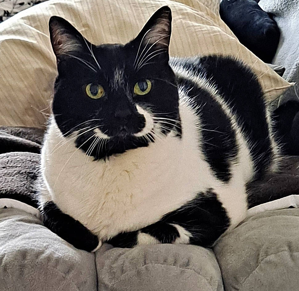 Nounours a rejoint le concours — aidez-le/la à gagner de superbes lots ! carnivore, cat, comfort, domestic_short_haired_cat, felidae, fur, grey, human_leg, linens, monochrome_photography, nap, pattern, paw, sitting, small_to_medium_sized_cats, snout, square, tail, terrestrial_animal, whiskers