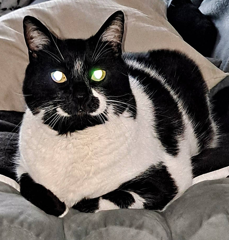 Nounours participe au concours pour gagner de l'argent avec cette photo : carnivore, cat, comfort, domestic_short_haired_cat, felidae, fur, linens, monochrome_photography, pattern, paw, sitting, small_to_medium_sized_cats, snout, tail, terrestrial_animal, whiskers, window