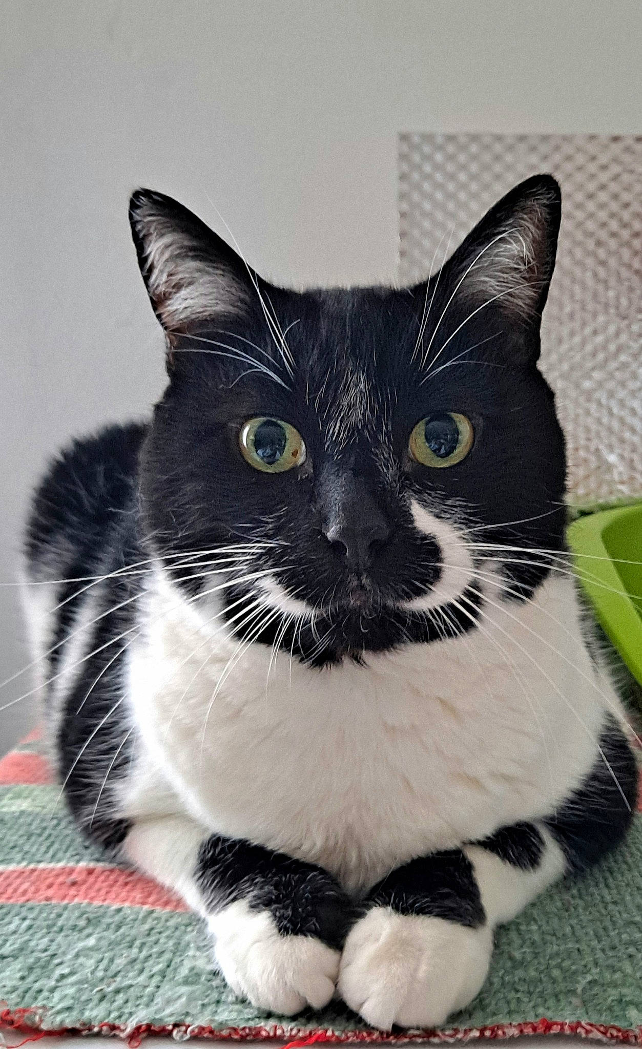 Nounours a rejoint le concours — aidez-le/la à gagner de superbes lots ! carnivore, cat, domestic_short_haired_cat, felidae, fur, monochrome, monochrome_photography, pattern, paw, small_to_medium_sized_cats, snout, tail, terrestrial_animal, whiskers, window