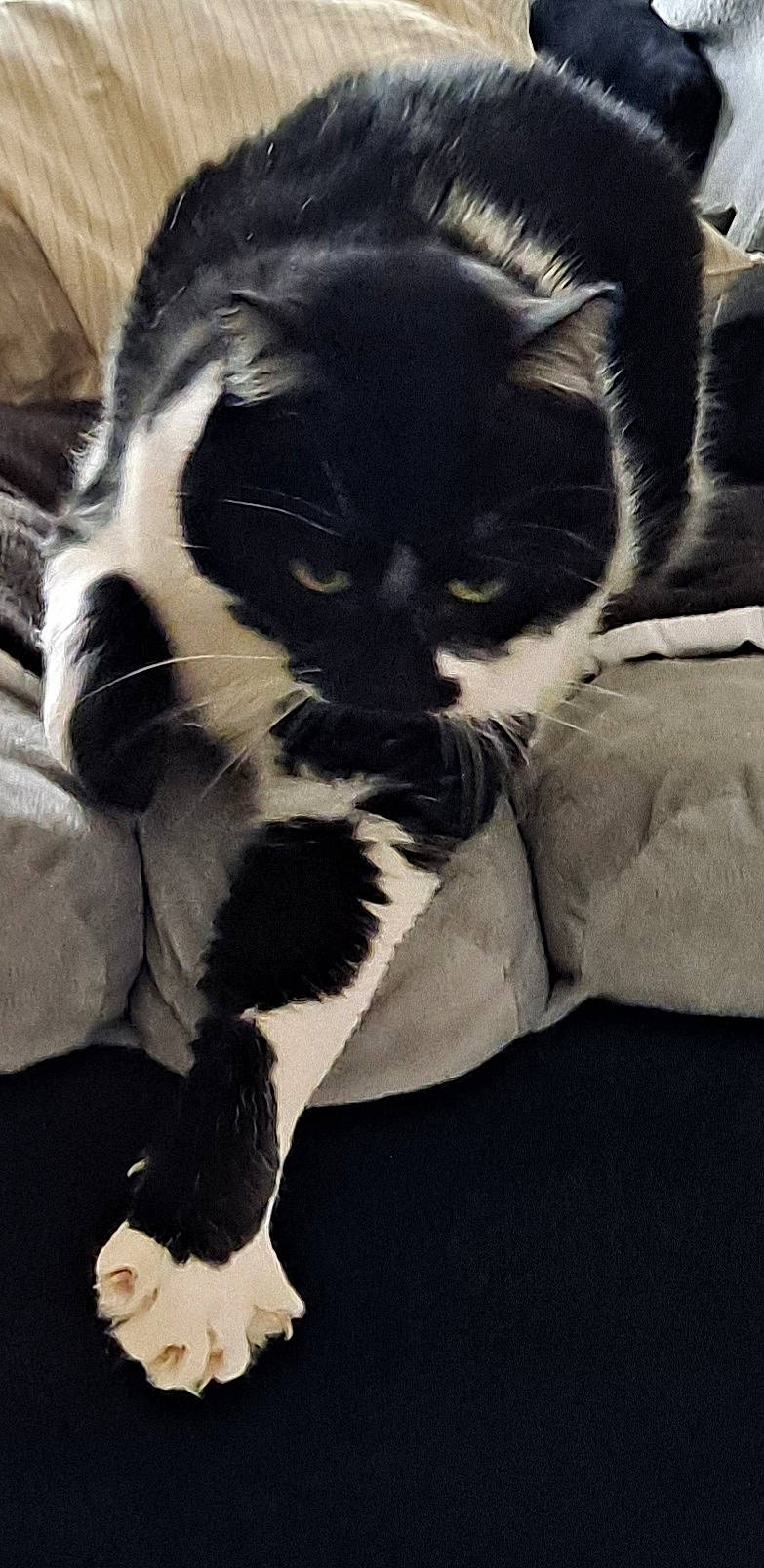 Nounours participe au concours pour gagner de l'argent avec cette photo : carnivore, cat, chair, claw, comfort, domestic_short_haired_cat, eye, felidae, foot, fur, linens, nap, paw, small_to_medium_sized_cats, snout, tail, terrestrial_animal, tints_and_shades, vertebrate, whiskers