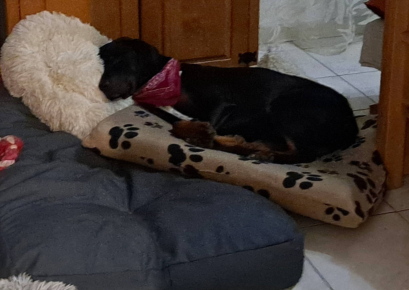 Coca participe au concours pour gagner de l'argent avec cette photo : canidae, carnivore, comfort, companion_dog, couch, dog, dog_breed, dog_supply, fawn, fur, grey, linens, pattern, pet_supply, snout, sporting_group, studio_couch, tail, toy, working_animal