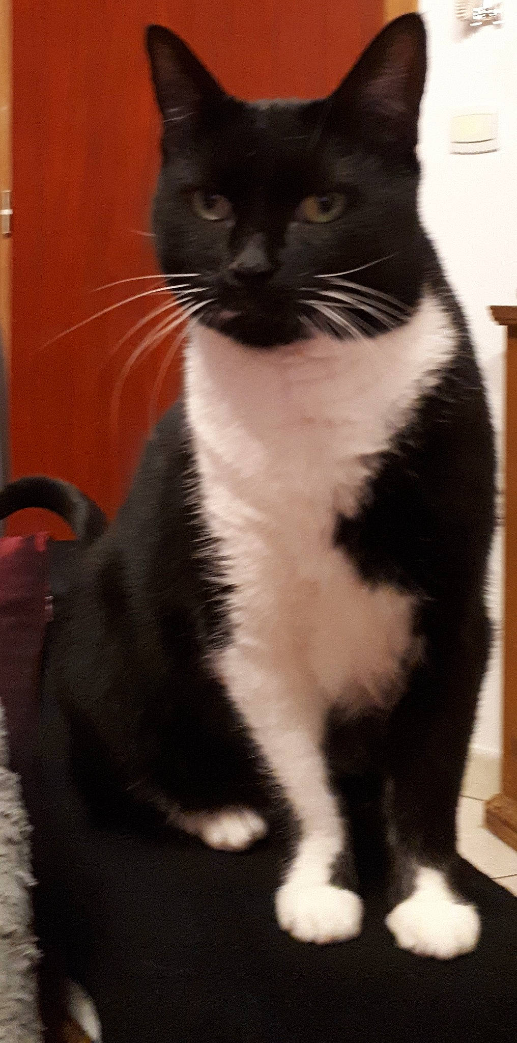 Pepete participe au concours pour gagner de l'argent avec cette photo : black_cat, carnivore, cat, claw, domestic_short_haired_cat, felidae, flooring, formal_wear, fur, paw, small_to_medium_sized_cats, snout, tail, whiskers, window