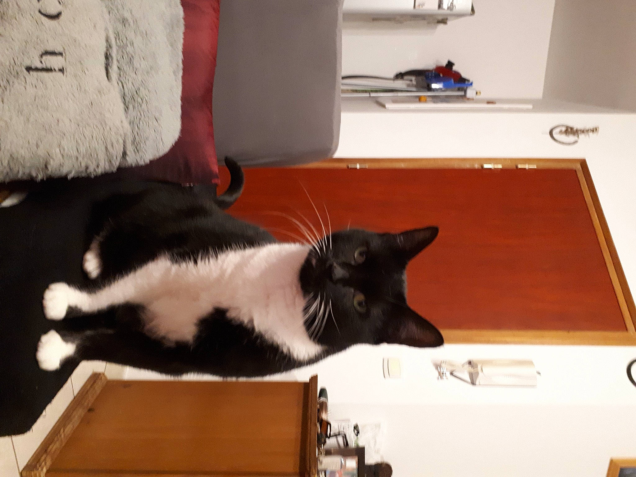 Pepete participe au concours pour gagner de l'argent avec cette photo : black_cat, carnivore, cat, comfort, couch, domestic_short_haired_cat, felidae, flooring, fur, hardwood, lamp, linens, mammal, pillow, room, small_to_medium_sized_cats, tail, vertebrate, whiskers, wood