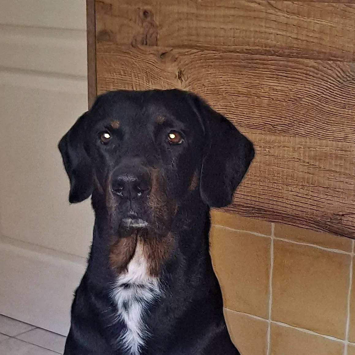 Coca a rejoint le concours — aidez-le/la à gagner de superbes lots ! borador, canidae, carnivore, collar, companion_dog, dog, dog_breed, dog_collar, fur, guard_dog, gun_dog, hardwood, liver, pet_supply, sporting_group, terrestrial_animal, whiskers, wood, working_animal, working_dog