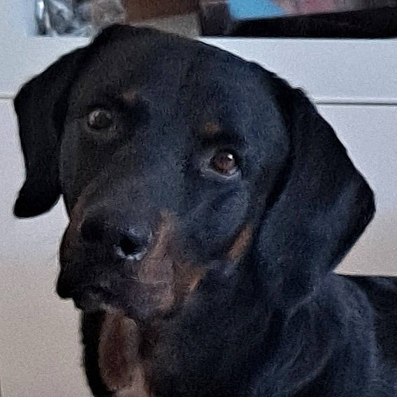 Coca participe au concours pour gagner de l'argent avec cette photo : borador, canidae, carnivore, companion_dog, dog, dog_breed, electric_blue, fur, giant_dog_breed, gun_dog, hunting_dog, liver, snout, sporting_group, terrestrial_animal, whiskers, working_animal, working_dog