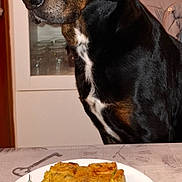 Coca a rejoint le concours — aidez-le/la à gagner de superbes lots ! dog, black_dog, brown_dog, cake, birthday_candle, plate, table, indoor, pet, food, celebration, homemade_cake, animal, waiting, curious, closeup, face, ears, fur, snout