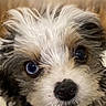 dog, puppy, close_up, fluffy, curly_fur, blue_eyes, pet, animal, portrait, cute, face, nose, whiskers, furry, domestic_animal, looking_at_camera, young, indoor, small_dog, adorable